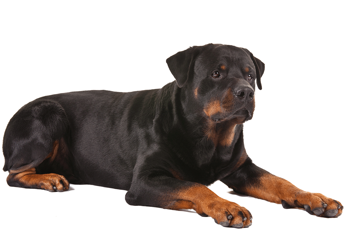 Hero Dog