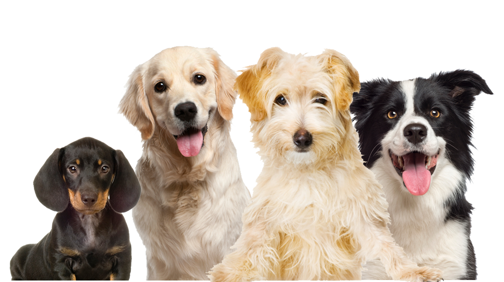 Our dogs